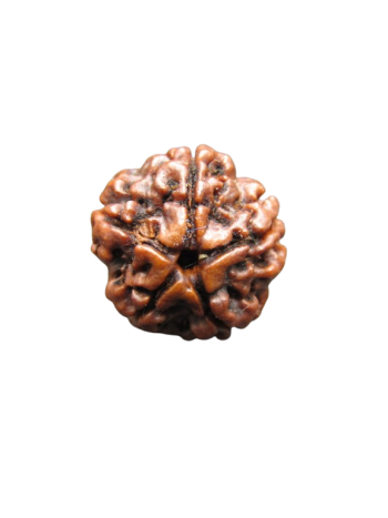 5-Mukhi-Rudraksha