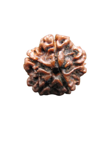 5-Mukhi-Rudraksha