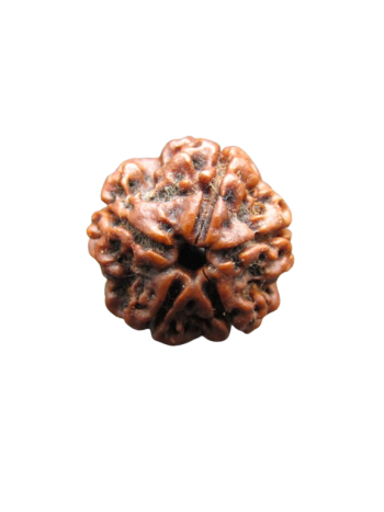 5-Mukhi-Rudraksha