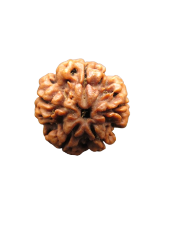 5-Mukhi-Rudraksha