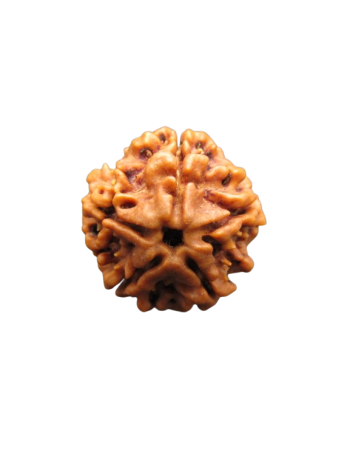 Five Faced / Panch Mukhi Real Rudraksha Bead, Certified & Pure From Nepal (RU05-032) 