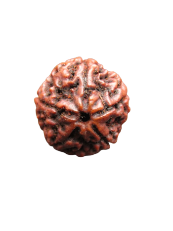 Certified Five Faced (Panch Mukhi) Real Rudraksha Bead - Pure from Nepal (RU05-033) 