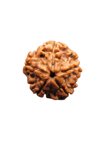 5-Mukhi-Rudraksha