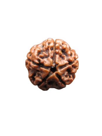 5-Mukhi-Rudraksha