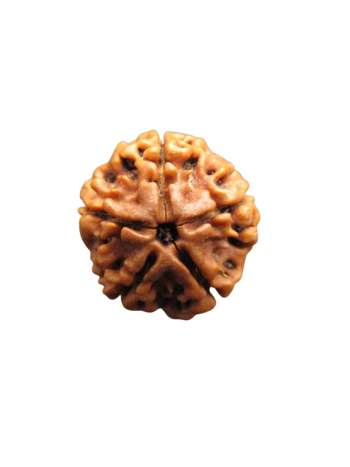 5 Faced Real Rudraksha, Certified Pure Panchmukhi Bead From Nepal (RU05-037)