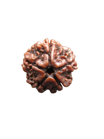 Authentic 5 Mukhi / Panchmukhi Nepali Energized Real Rudraksha With Certificate (RU05-038)