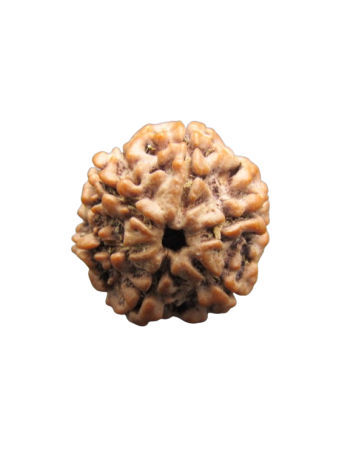 6-Mukhi-Rudraksha