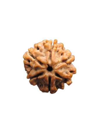 Six Faced Real Rudraksha Bead, Certified & Original From Nepal (RU06-003)