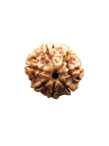 7-Mukhi-Rudraksha