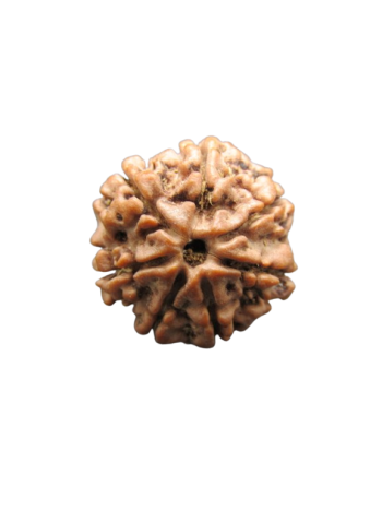 7-Mukhi-Rudraksha