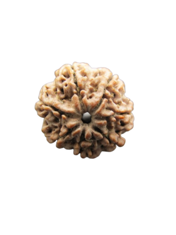 7-Mukhi-Rudraksha