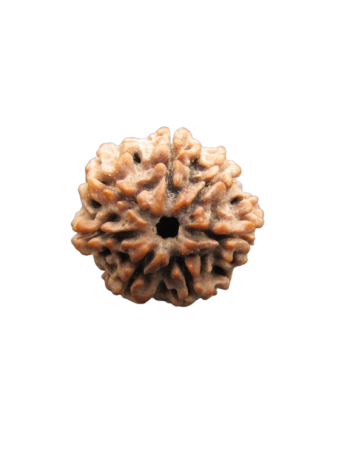 7-Mukhi-Rudraksha