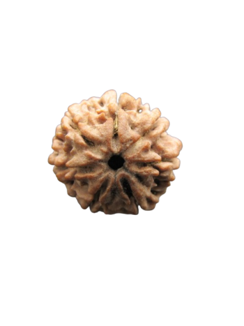 7-Mukhi-Rudraksha