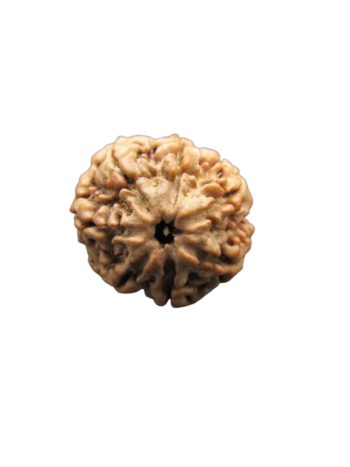 100% Pure Certified 7 Mukhi / Sapta Mukhi Nepali Energized Real Rudraksha Bead (RU07-016)