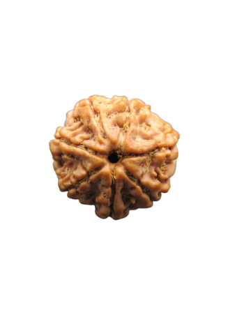 7-Mukhi-Rudraksha