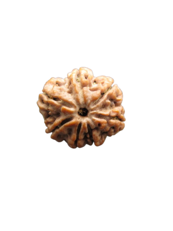 7-Mukhi-Rudraksha