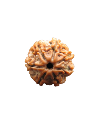 7-Mukhi-Rudraksha