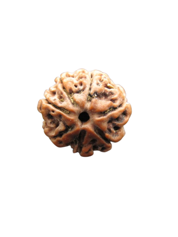 7-Mukhi-Rudraksha