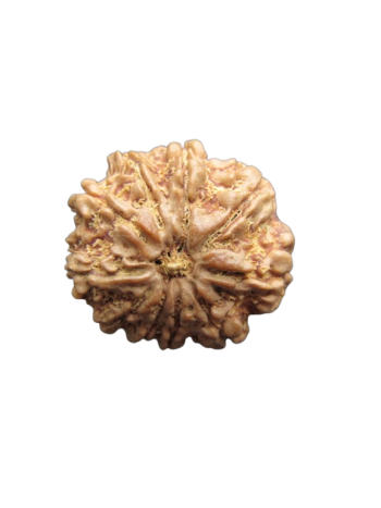 10-Mukhi-Rudraksha