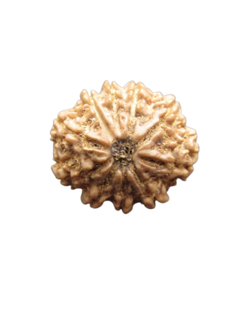 10-Mukhi-Rudraksha