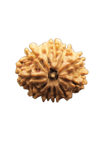 10-Mukhi-Rudraksha