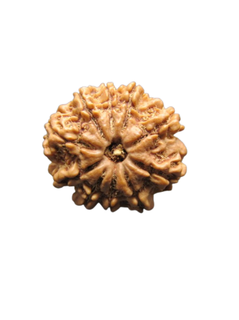 10-Mukhi-Rudraksha