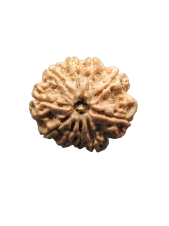 10-Mukhi-Rudraksha