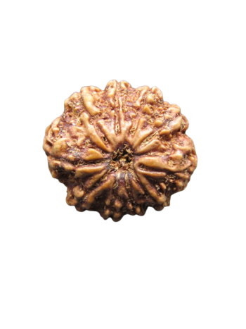 10-Mukhi-Rudraksha