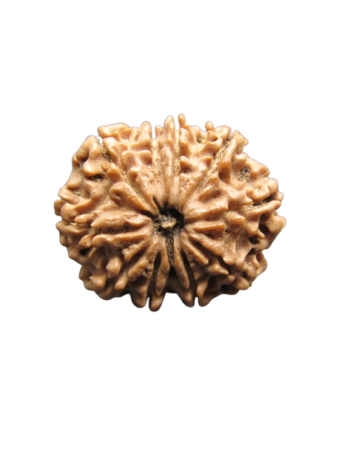 10-Mukhi-Rudraksha