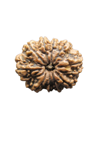 10-Mukhi-Rudraksha