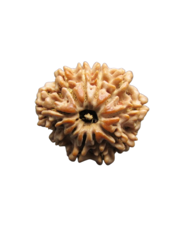 10-Mukhi-Rudraksha