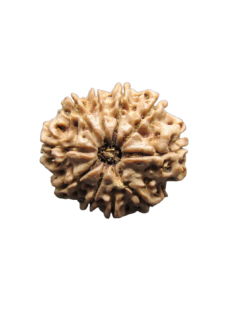10-Mukhi-Rudraksha