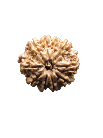 10-Mukhi-Rudraksha
