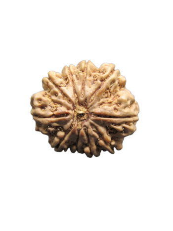 10-Mukhi-Rudraksha