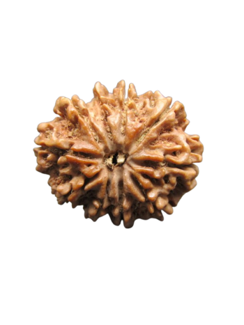 10-Mukhi-Rudraksha
