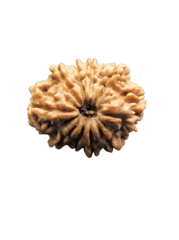 10-Mukhi-Rudraksha