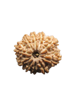 10-Mukhi-Rudraksha