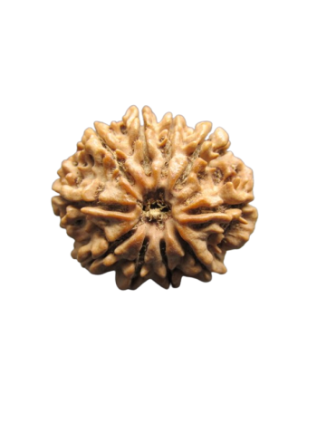 Ten Faced / Dus Mukhi Real Rudraksha, Certified Pure Bead From Nepal (RU10-035)