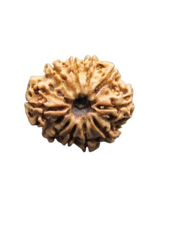 10 Mukhi Real Rudraksha, Certified Pure Dus Mukhi Bead From Nepal (RU10-038)