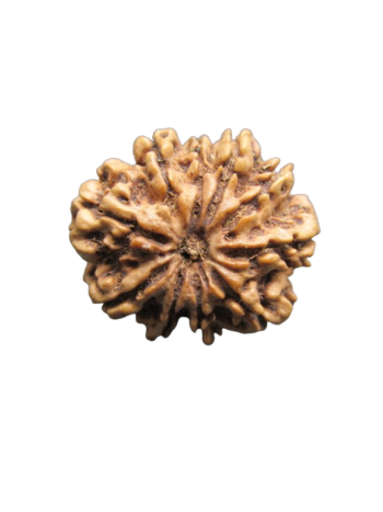 10-Mukhi-Rudraksha