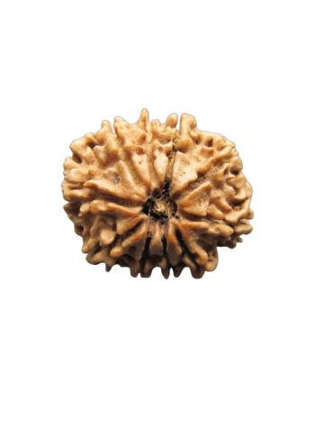 100% Pure Certified 10 Mukhi Nepali Energized Real Rudraksha Bead (RU10-043)