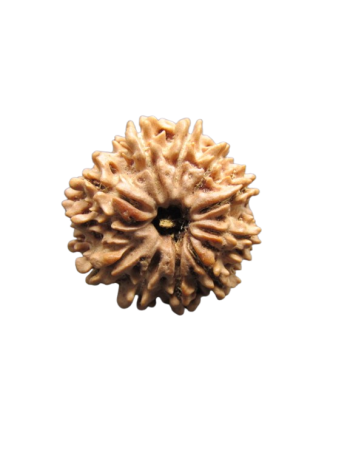 10-Mukhi-Rudraksha