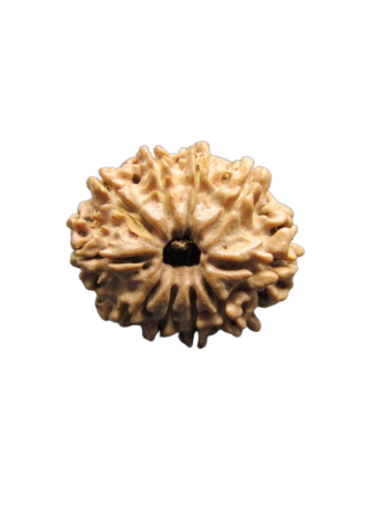 10-Mukhi-Rudraksha