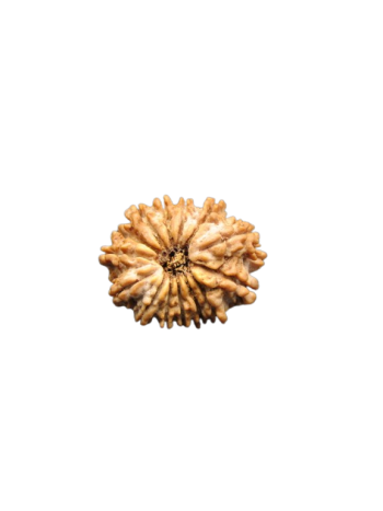 14-Mukhi-Rudraksha