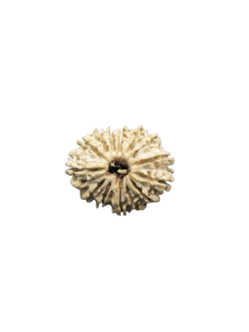 14-Mukhi-Rudraksha