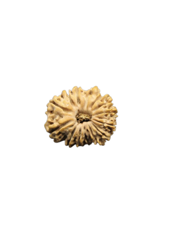14-Mukhi-Rudraksha