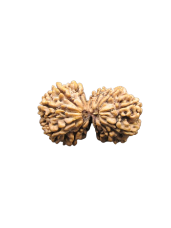 14-Mukhi-Gauri-Shankar-Rudraksha
