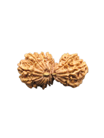 15-Mukhi-Gauri-Shankar-Rudraksha