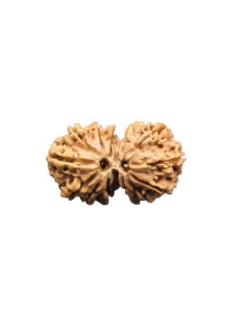 15-Mukhi-Gauri-Shankar-Rudraksha