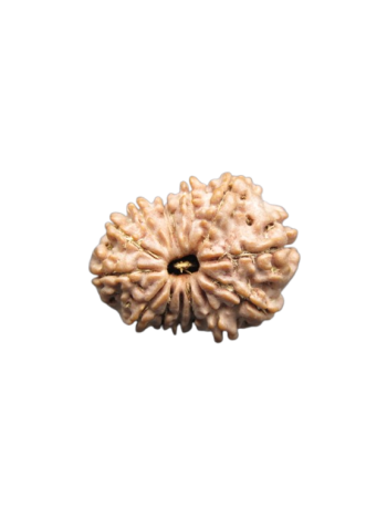 14-Mukhi-Rudraksha
